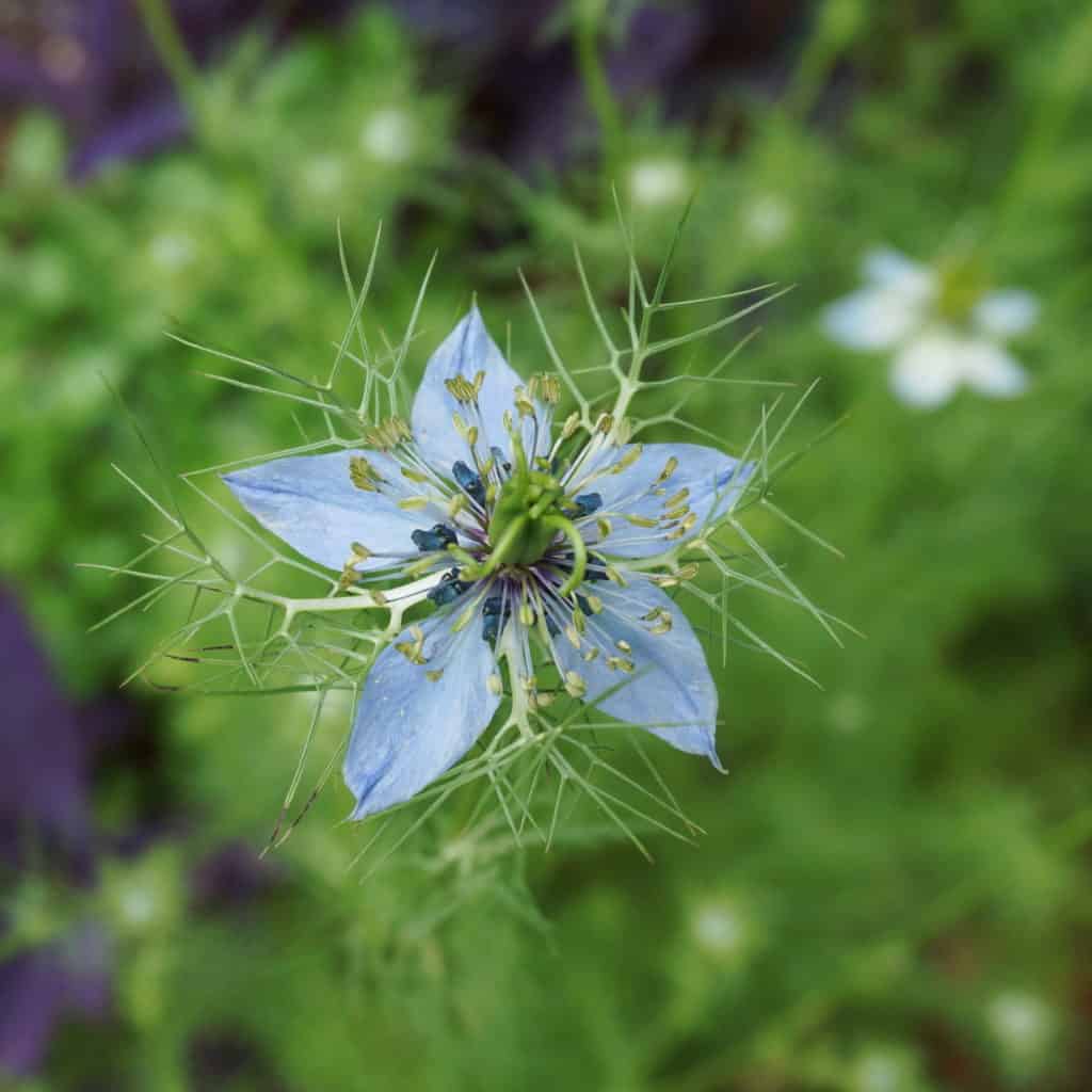 nigella flower in a Texas garden