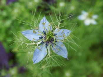 nigella flower in a Texas garden