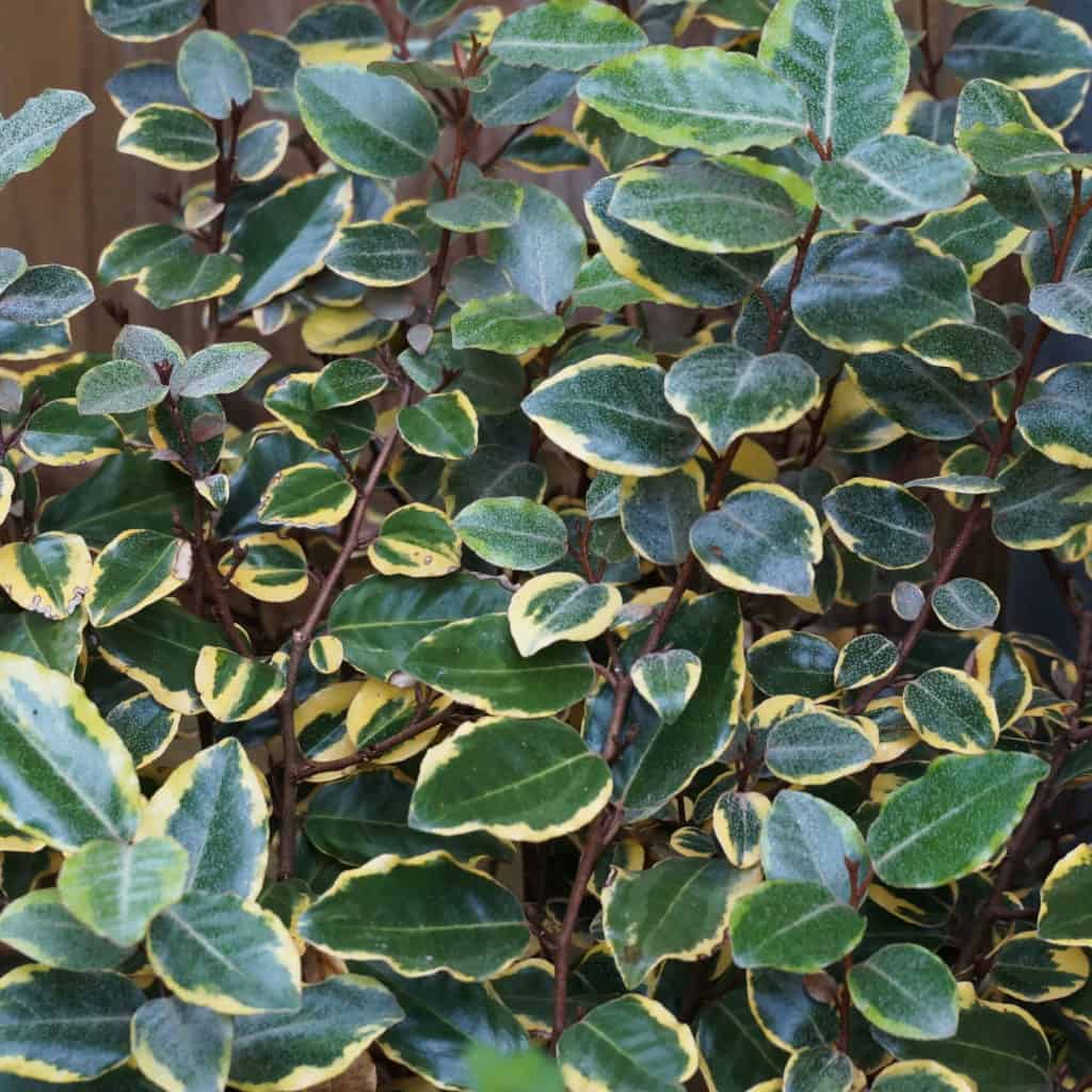 olive martini elaeagnus multigreen hues