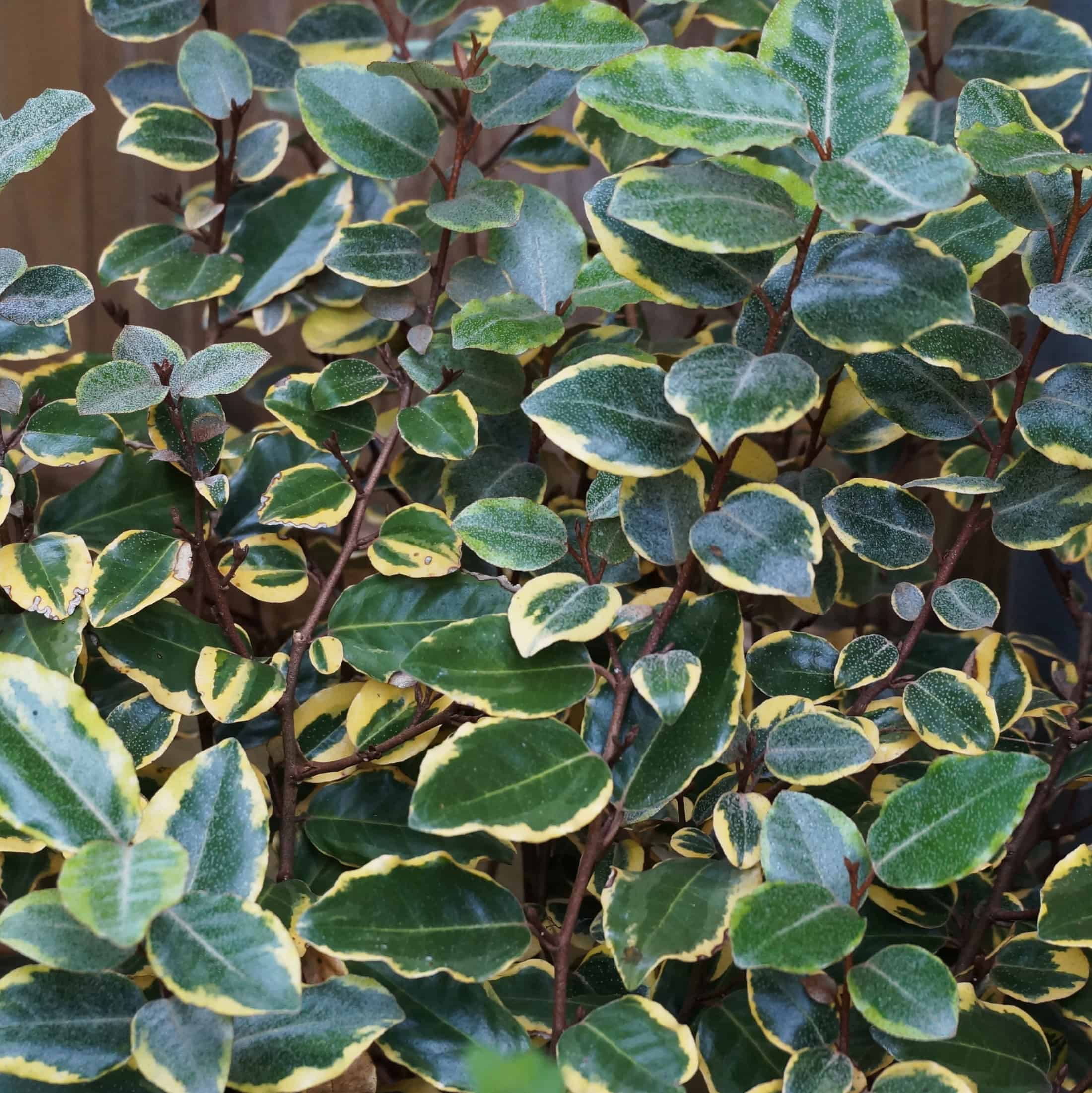 Elegant Elaeagnus Garden In Delight