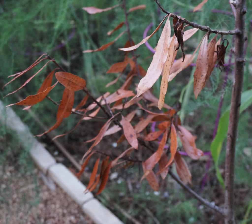 green bay tree all dried up