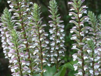 Acanthus syriacus flowers by Snow Monkey Pottery