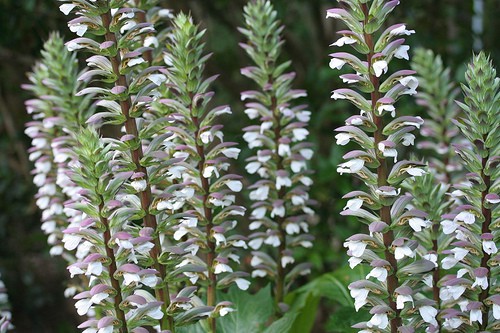 Acanthus syriacus flowers by Snow Monkey Pottery