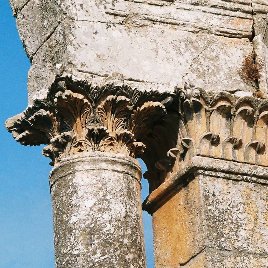 Acanthus Everywhere | Garden In Delight