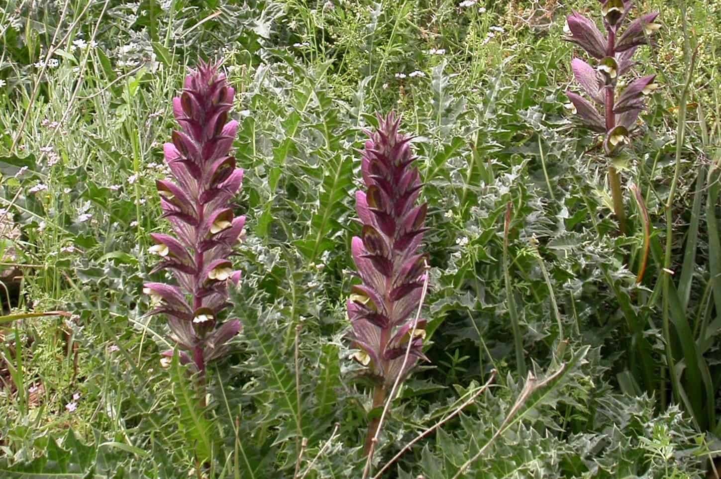 Acanthus Acanthus