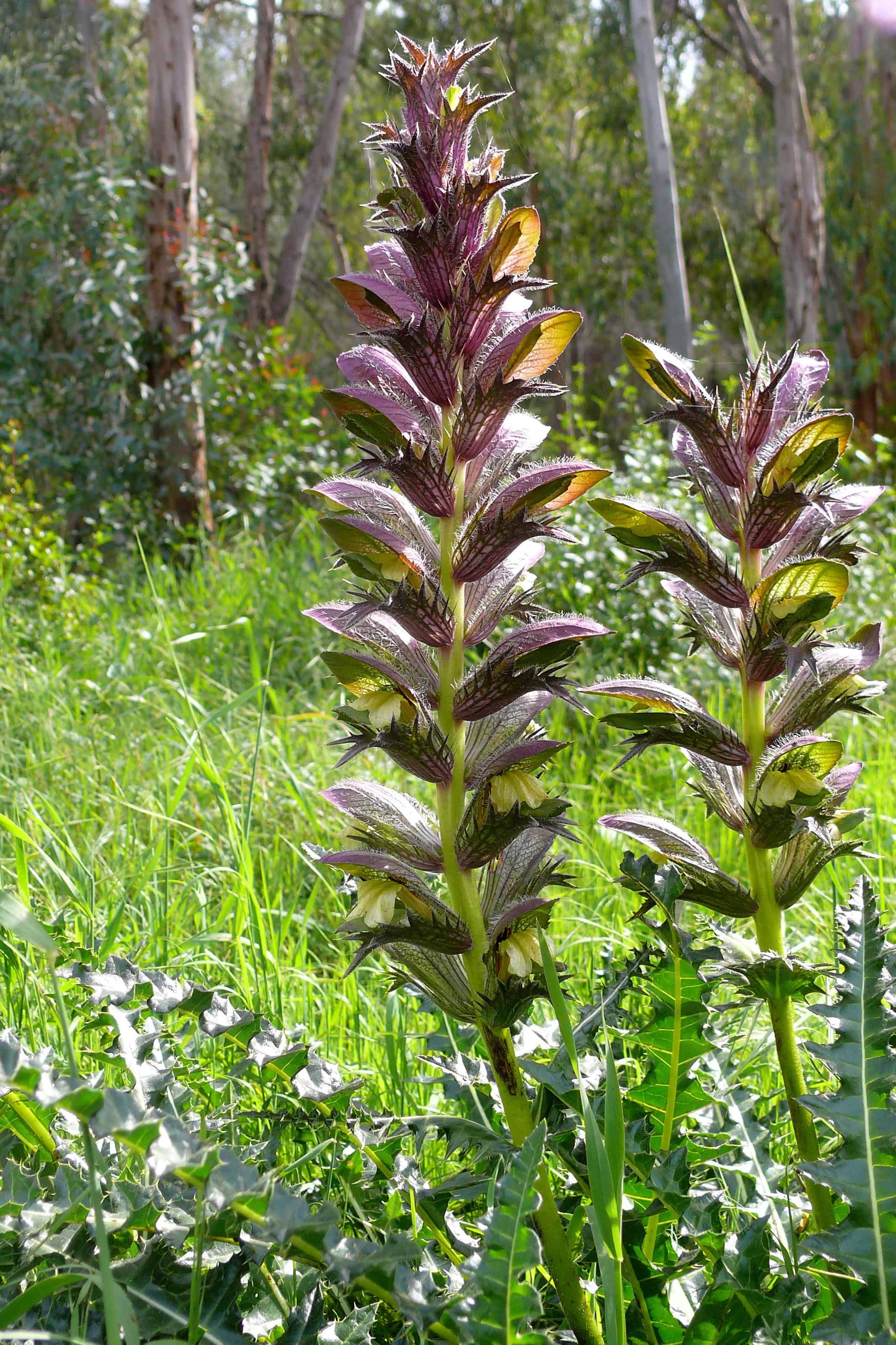 Acanthus Acanthus
