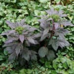 Bible plants in Buffalo - castor bean plant in a home garden