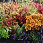 colorful garden bed in home garden Buffalo, NY