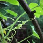 little cucumber tendrils