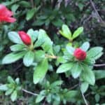 little deja bloom azalea flowers