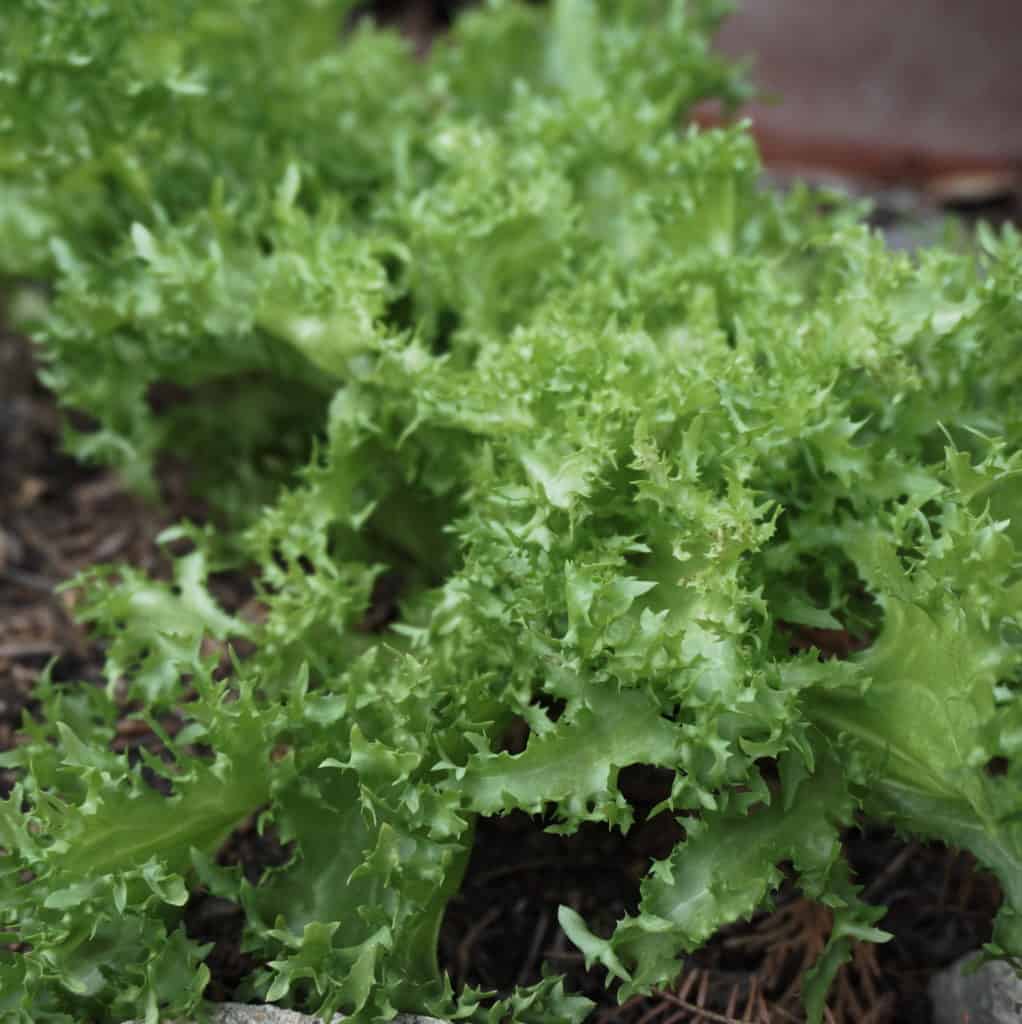 Bitter Herbs Blitz Garden In Delight