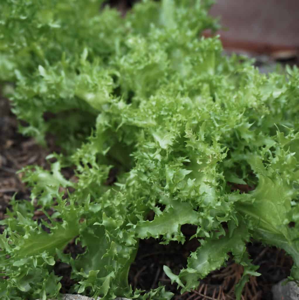 growing bitter herbs escarole detail