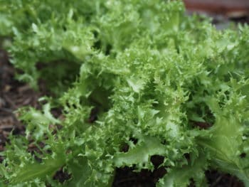 growing bitter herbs escarole detail