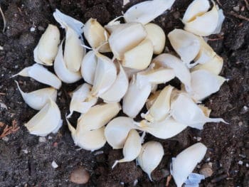 40 cloves of garlic in the garden