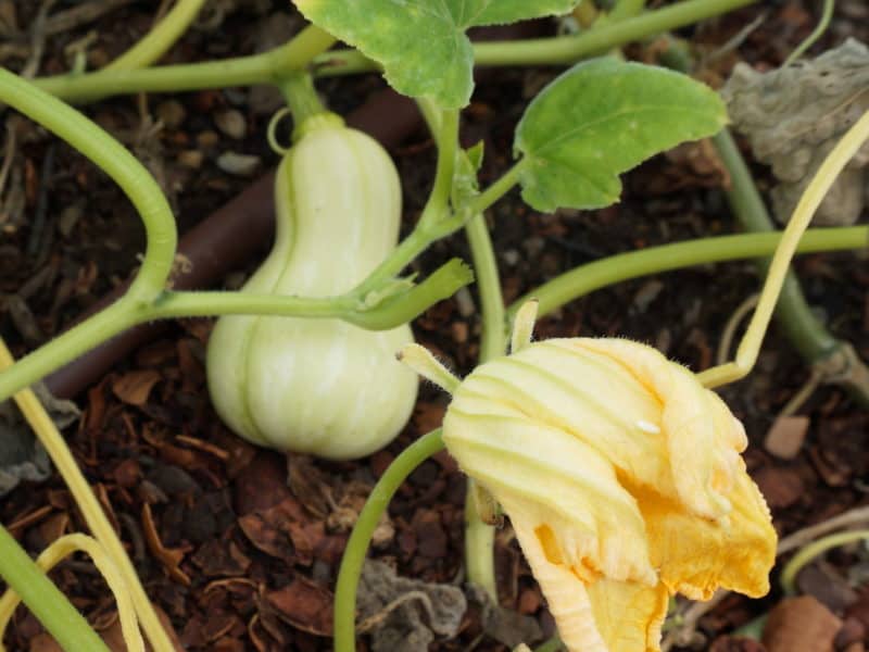 vegetable love in butternut squash at A Tasteful Place