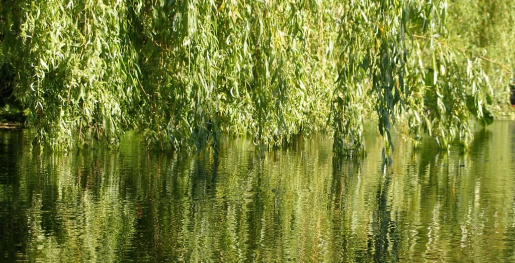 willow branches gleaming water by Thomas Quine Flickr CC