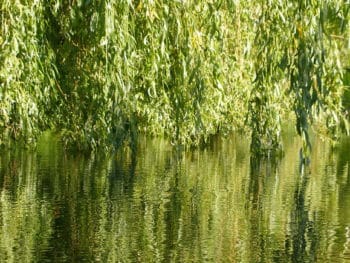 willow branches gleaming water by Thomas Quine Flickr CC