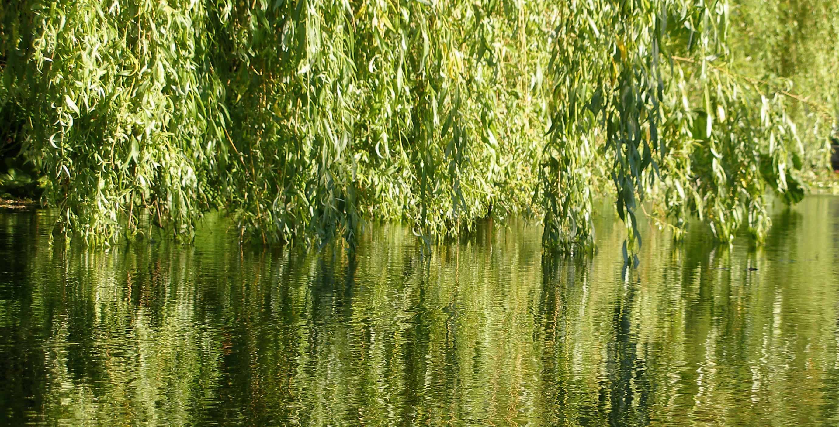 Willow Willow