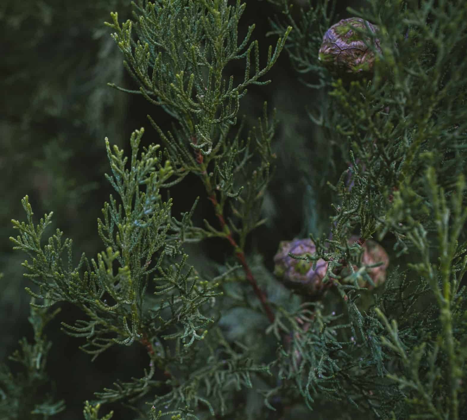 Cypress Cypress