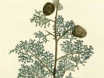 plantillustrated.org Mediterranean cypress Redoute