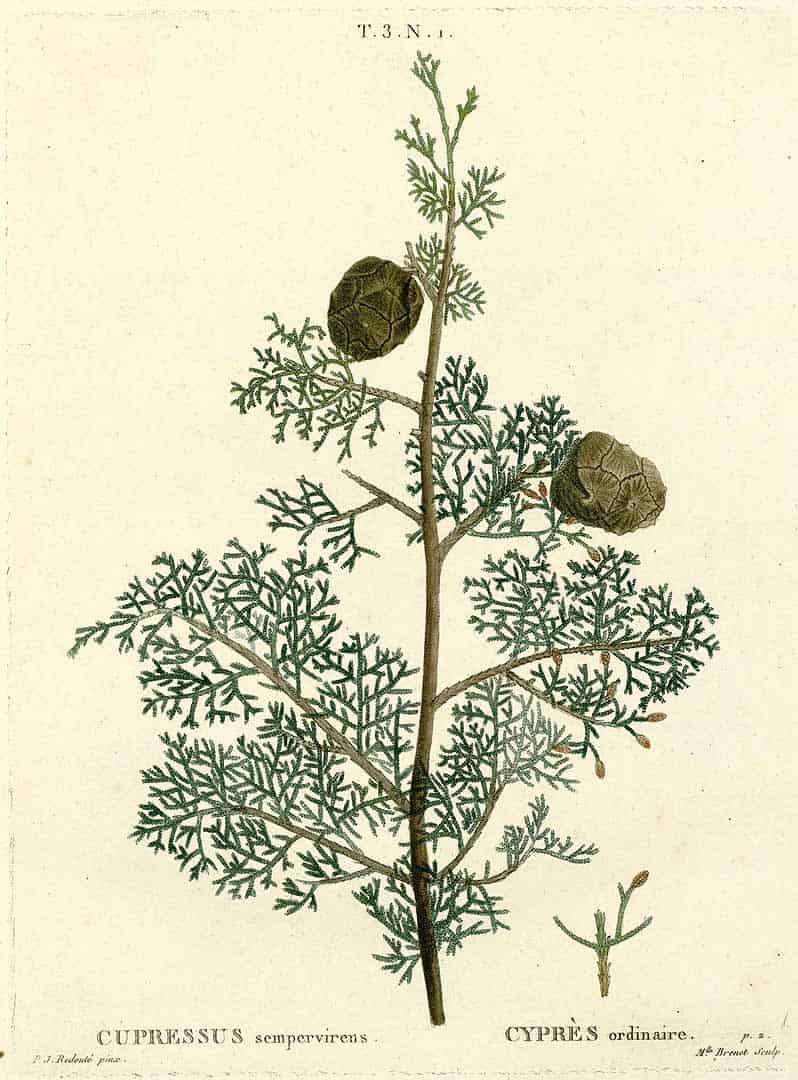 Cypress Cypress