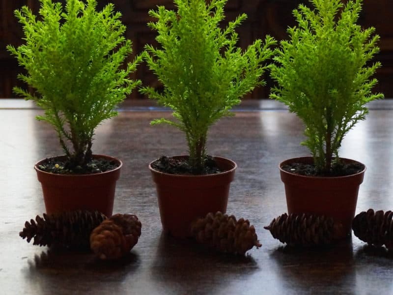 lemon cypress sapling centerpiece