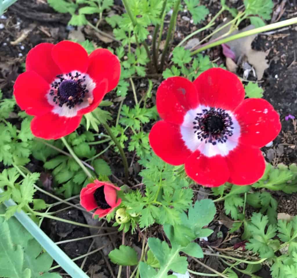 crown anemones bloom in early spring beckoning to the garden