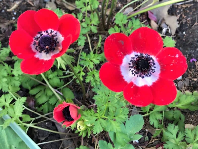 crown anemones bloom in early spring beckoning to the garden