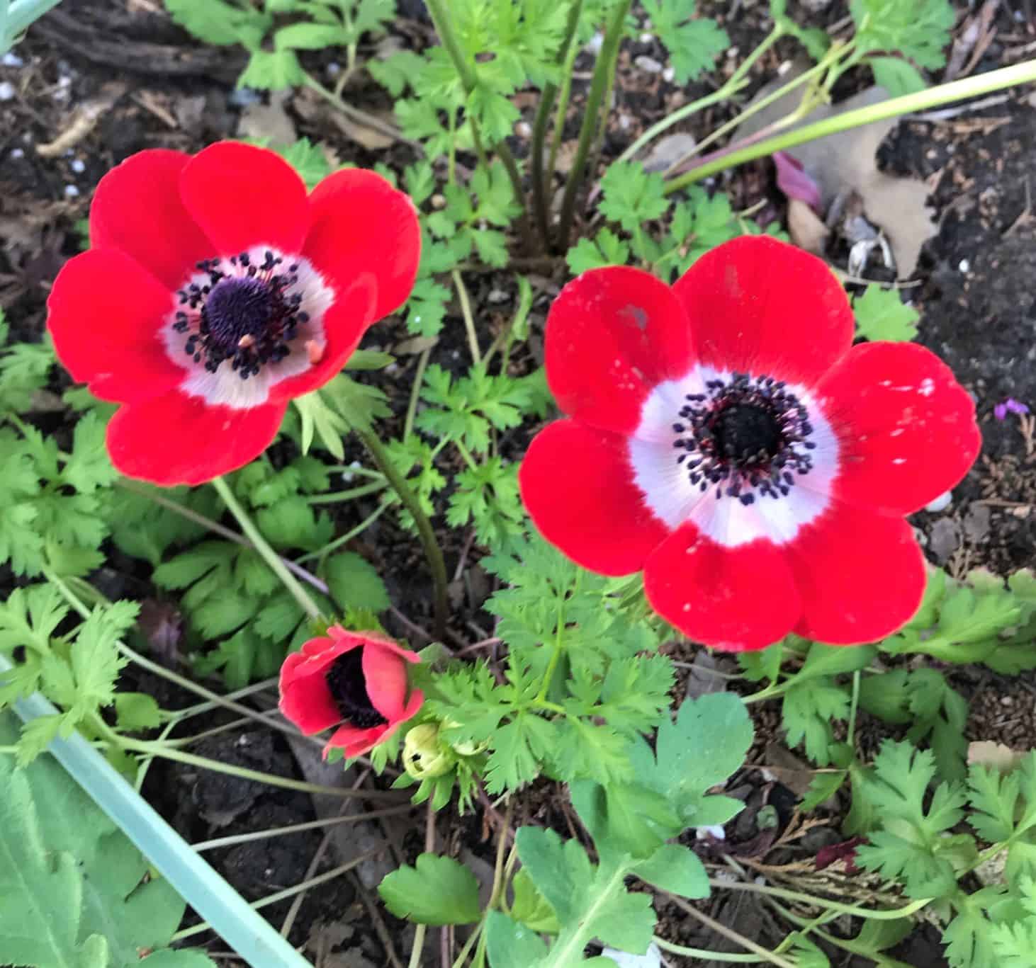 crown anemones bloom in early spring beckoning to the garden