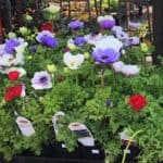 crown anemones happy blooming