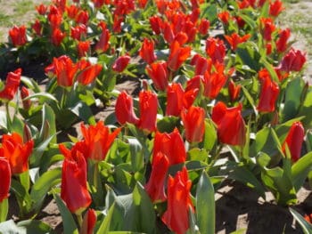 field of red tulips at Texas Tulips