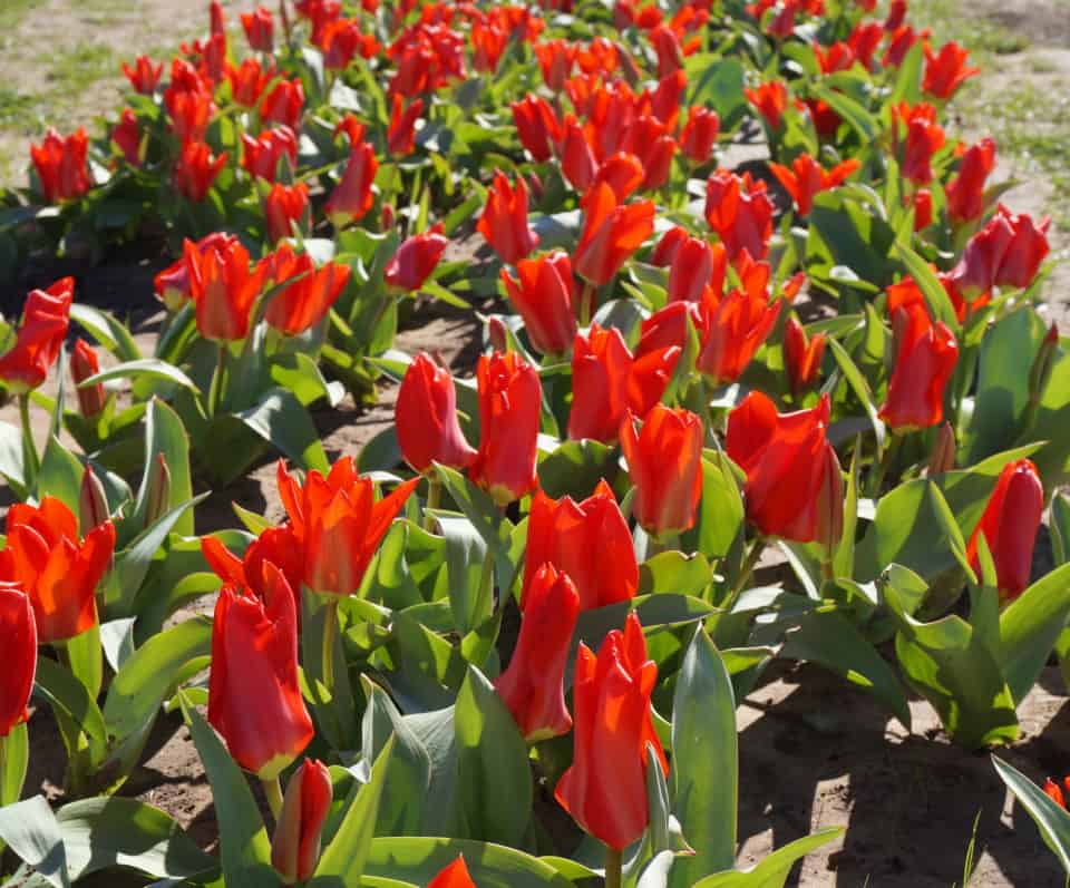 field of red tulips at Texas Tulips