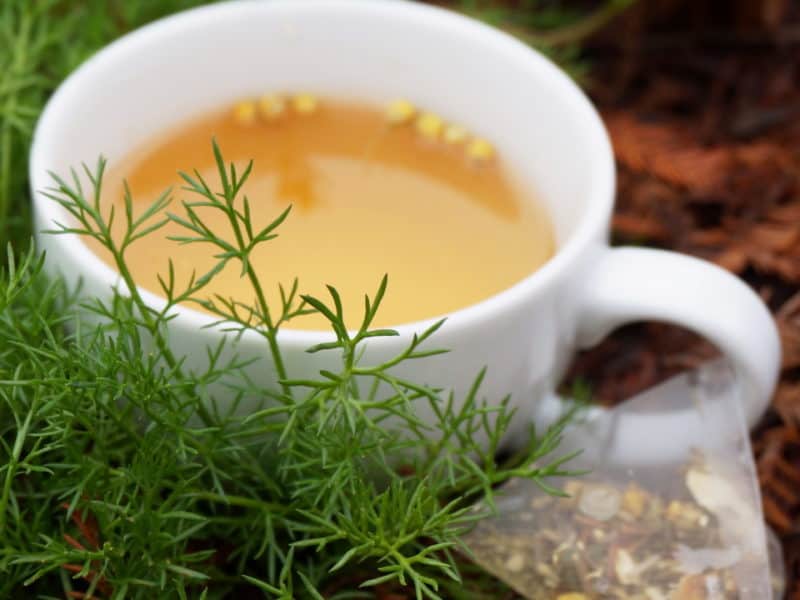 chamomile tea in garden chamomile foliage