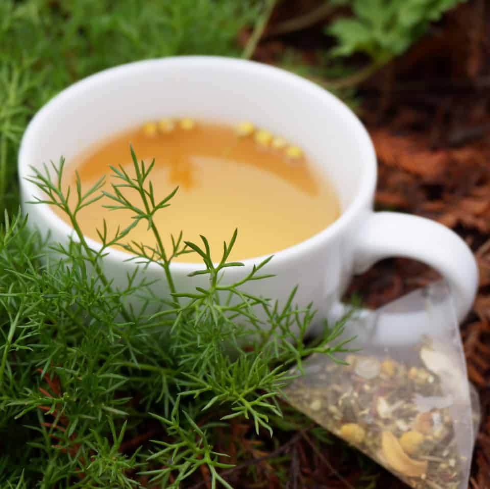 chamomile tea in garden chamomile foliage