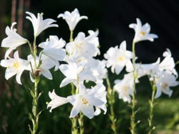 stand of madona lilies Flickr Creative Commons