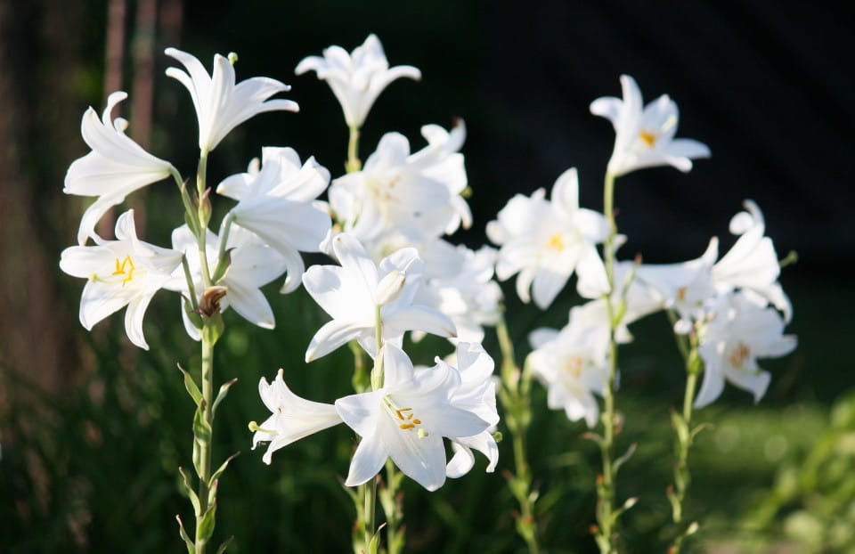 stand of madona lilies Flickr Creative Commons