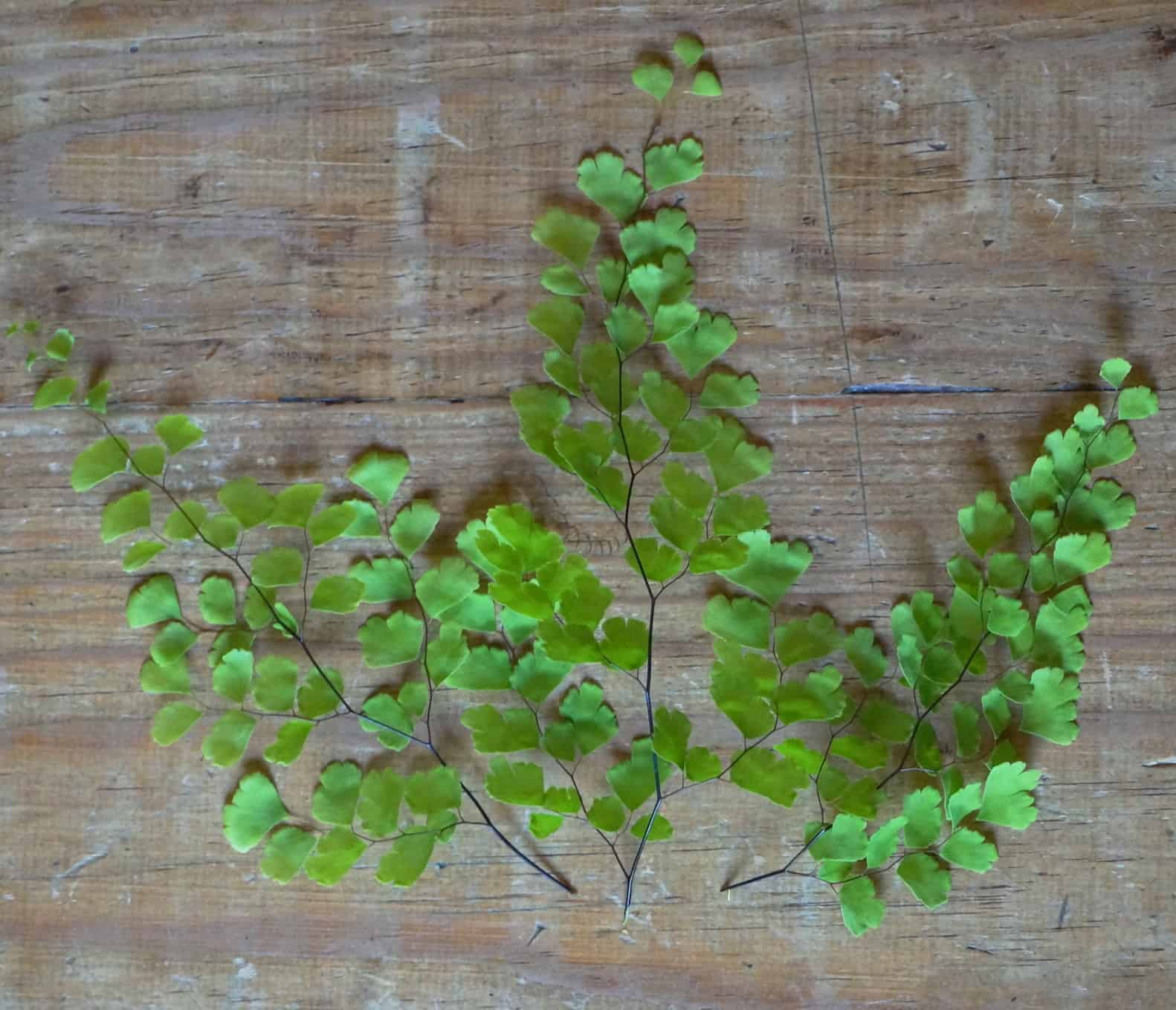 Maidenhair Fern Maidenhair Fern