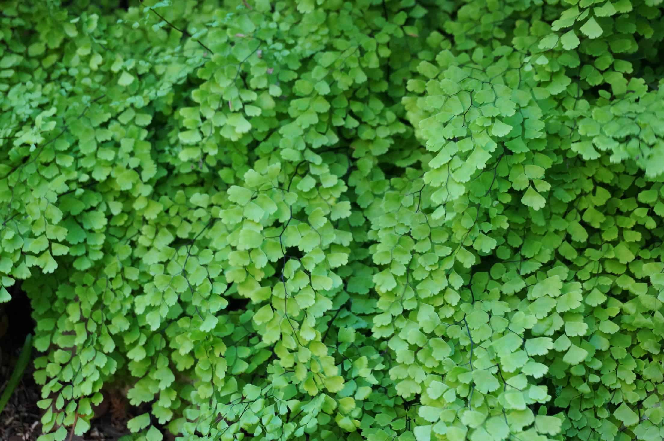 Maidenhair Fern Maidenhair Fern
