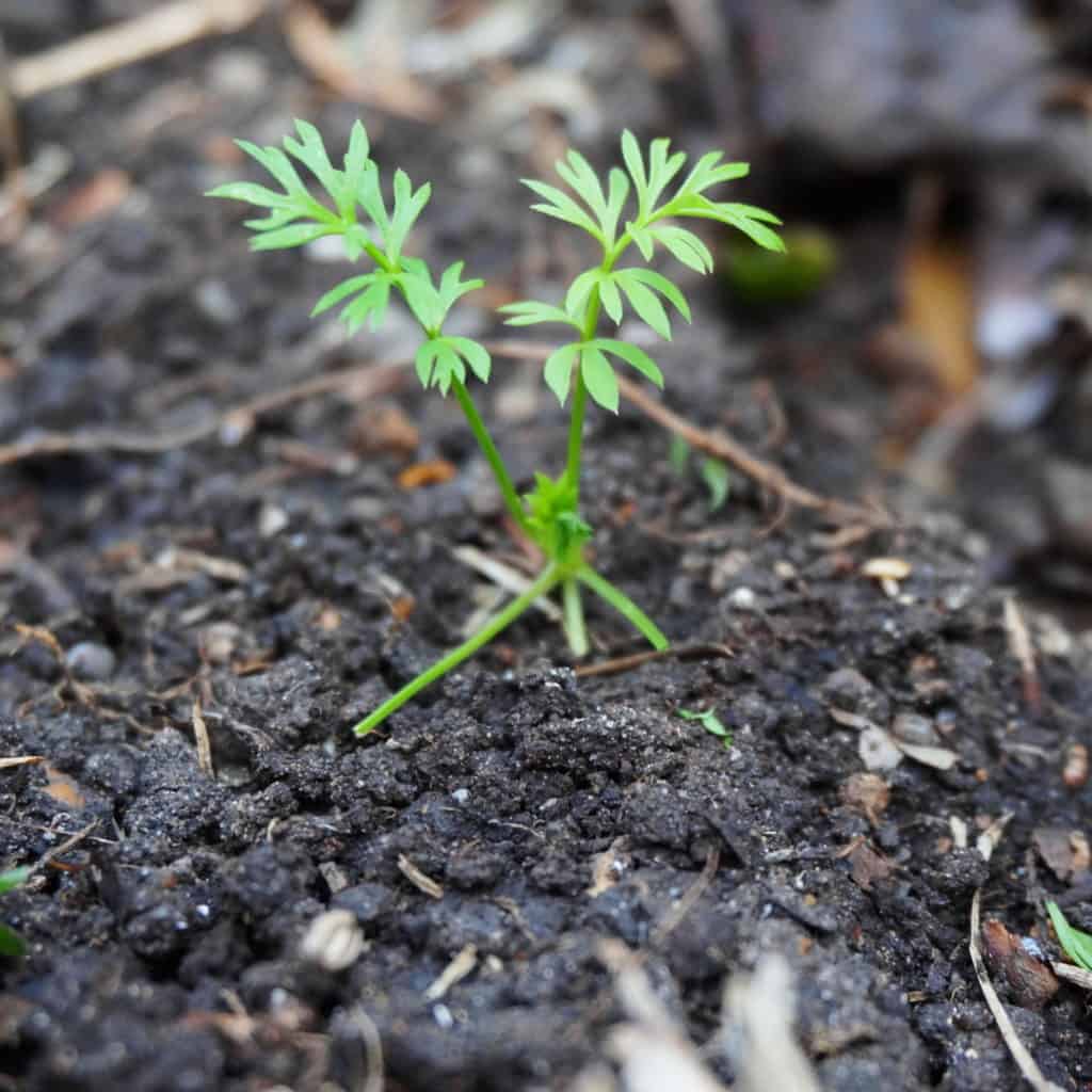 a nigella seedling reveals a garden volunteers
