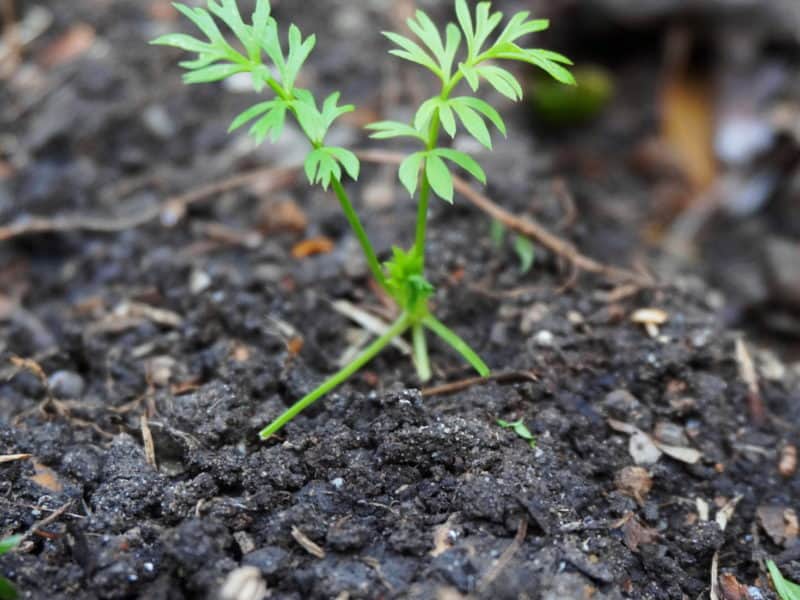 a nigella seedling reveals a garden volunteers