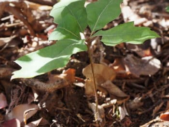 oak trees sprouting in the landscape