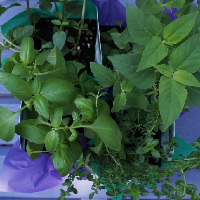 4 inch herbs in purple