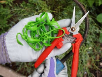 garden tools in hand