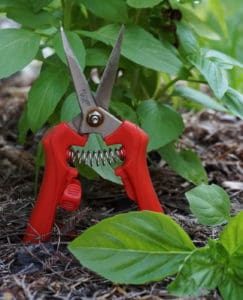 micro snips by Corona Tools help harvest herbs from the home garden