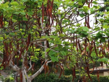 bright carob tree in Southern CA