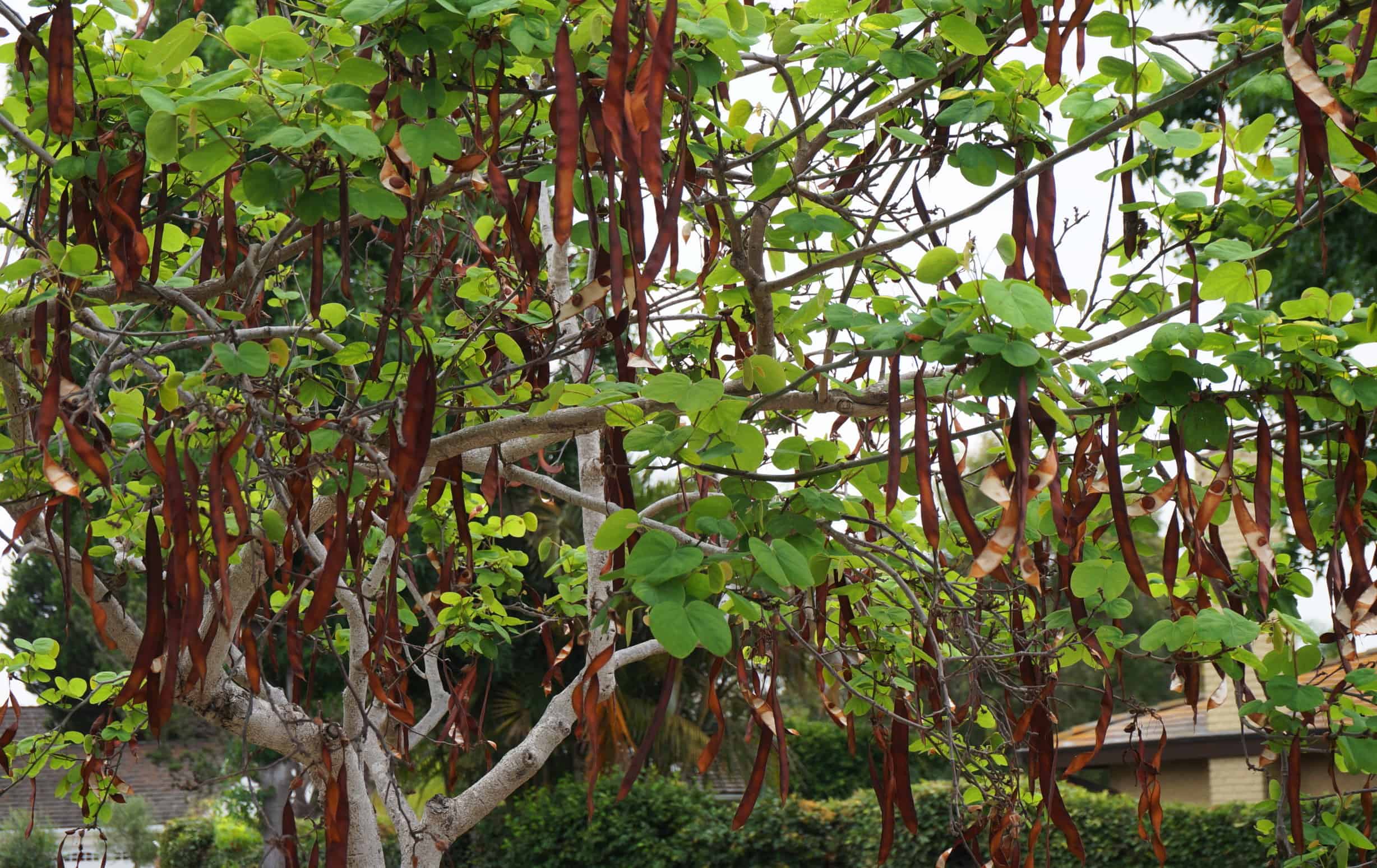 Carob Plant For Sale