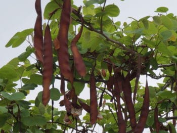 carob pods in a southern CA tree