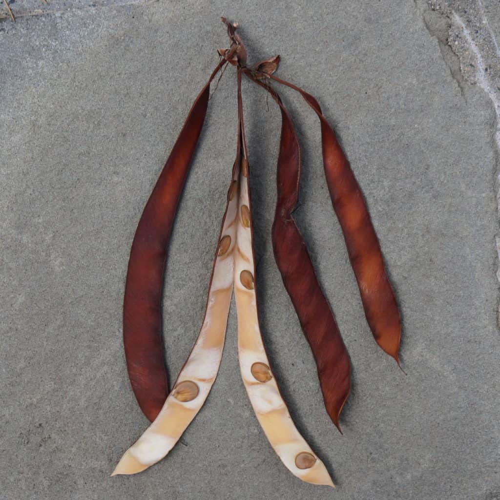 carobs and split pod