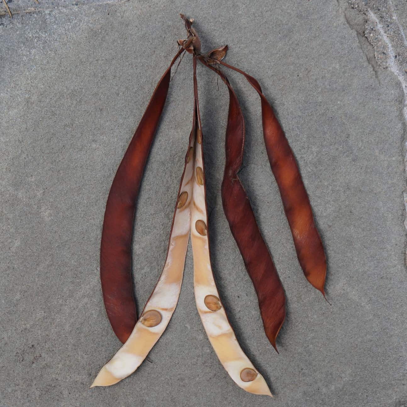 Carob Carob