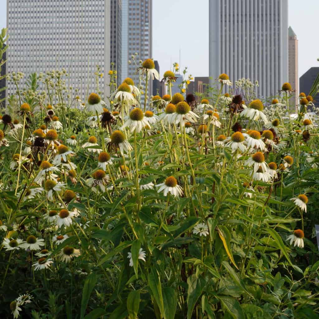 coneflowers and skyscrapers at Lurie Garden